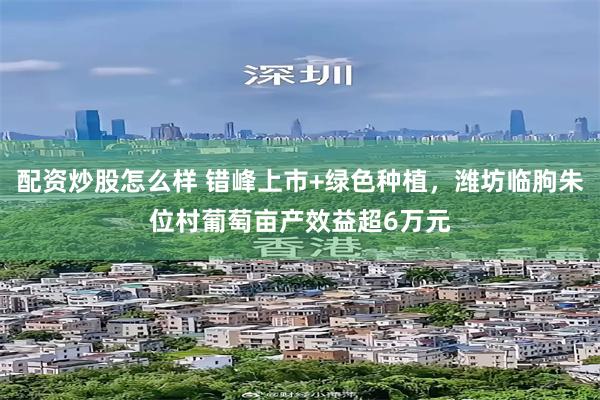 配资炒股怎么样 错峰上市+绿色种植，潍坊临朐朱位村葡萄亩产效益超6万元